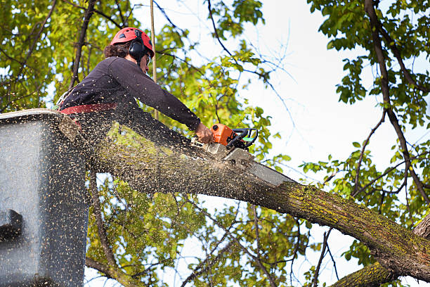 Best Professional Tree Care  in Csar Chvez, TX